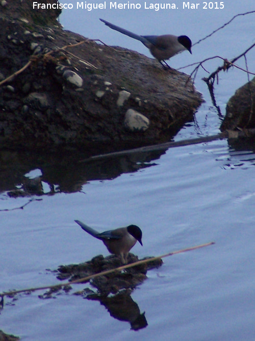 P�jaro Rabilargo - P�jaro Rabilargo. Villanueva de la Reina