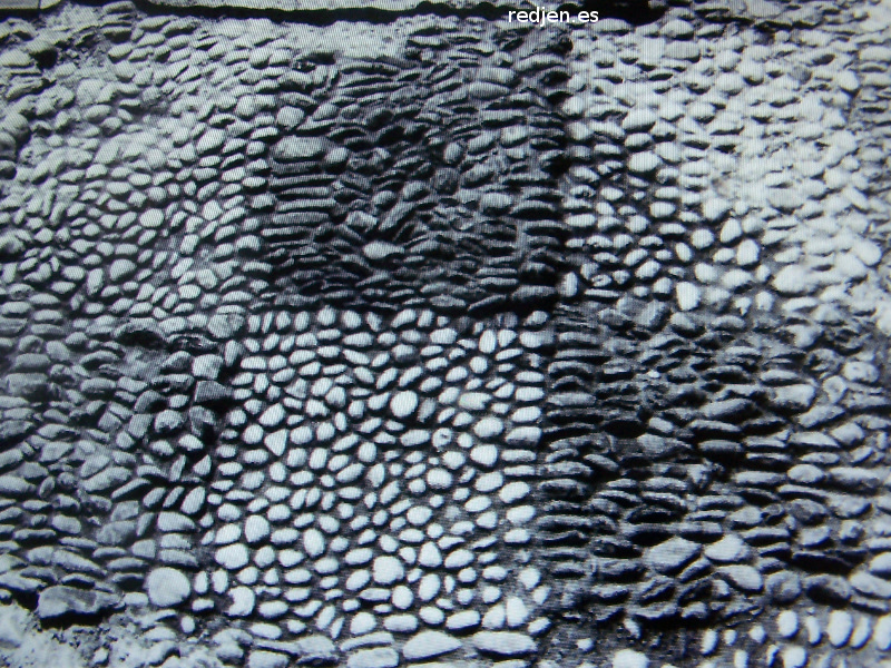 C�stulo. Templo de La Muela - C�stulo. Templo de La Muela. Foto de la excavaci�n