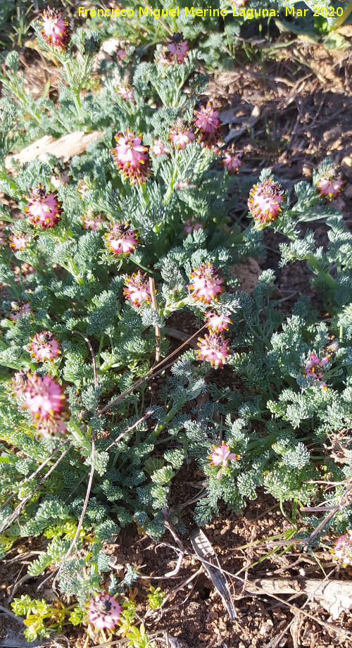 Fumaria Platycapnos - Fumaria Platycapnos. El Banco - Cambil