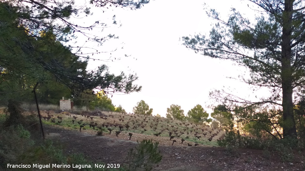 Cerro Miguelico - Cerro Miguelico. Vides