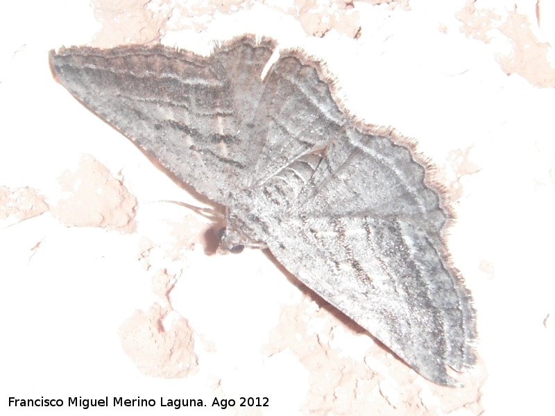 Polilla Ecleora - Polilla Ecleora. Aldea Morri�n - Yeste