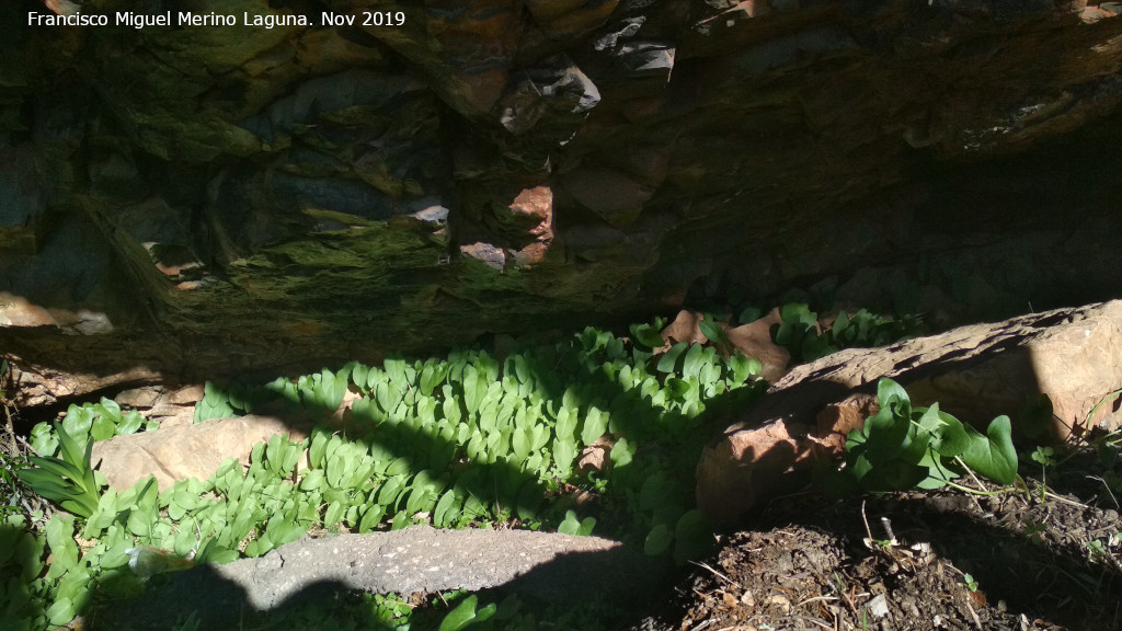 Pinturas rupestres del Cimbarrillo de Mar�a Antonia II - Pinturas rupestres del Cimbarrillo de Mar�a Antonia II. Abrigo