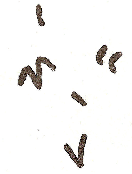 Pinturas rupestres del Cimbarrillo de Mar�a Antonia II - Pinturas rupestres del Cimbarrillo de Mar�a Antonia II. Calco de Cabr�