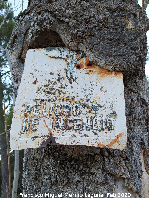 Control de Siete Fuentes - Control de Siete Fuentes. Antigua se�al de Peligro de incendios devorada por la corteza de un �rbol