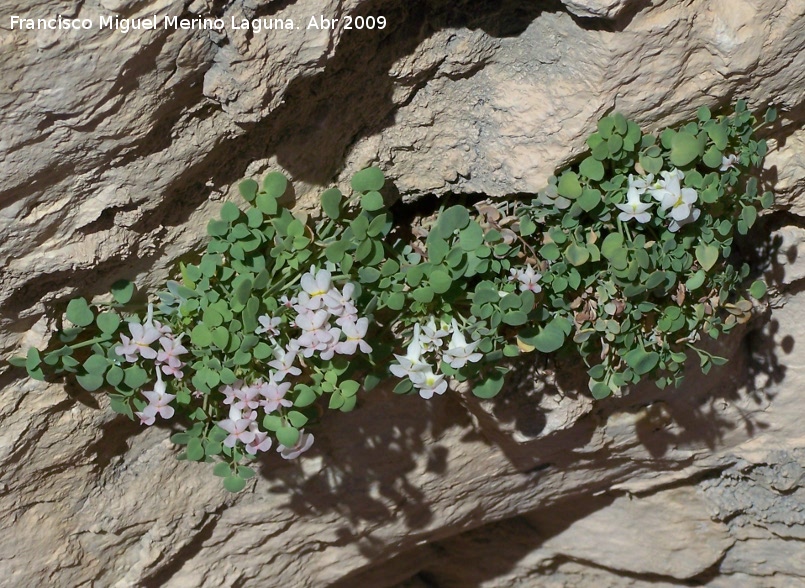 Zapatitos de la Virgen - Zapatitos de la Virgen. Ja�n