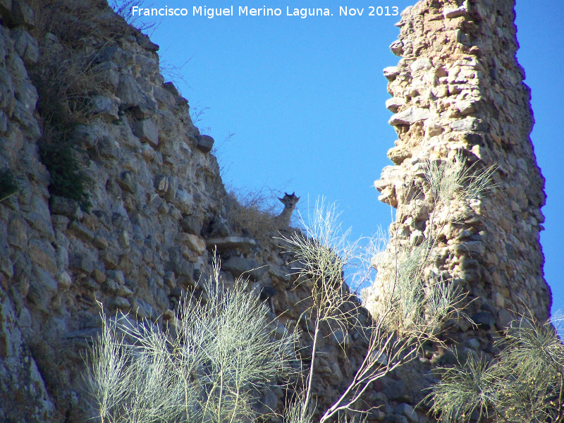 Castillo V�boras. Murallas - Castillo V�boras. Murallas. Cabra montesa entre las murallas