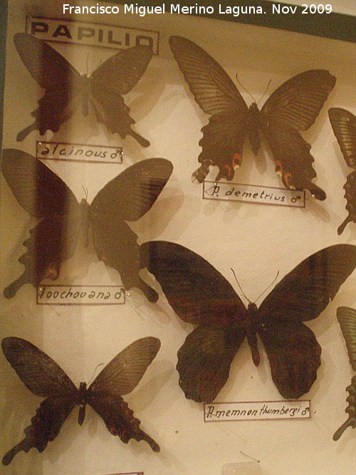 Museo de Ciencias Naturales - Museo de Ciencias Naturales. Mariposas