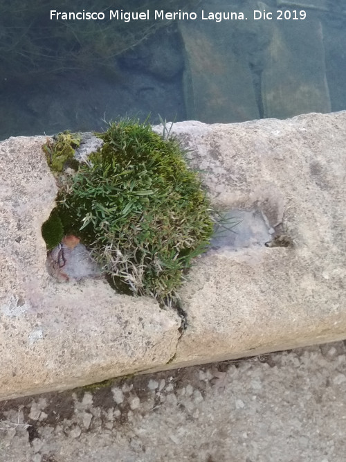 Pilar del Tejuelo - Pilar del Tejuelo. Grapa