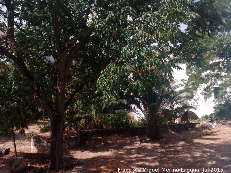 Caser�a de los Martos - Caser�a de los Martos. Patios interiores