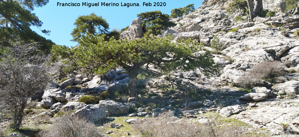 Pinar del Caba�as - Pinar del Caba�as. Pino bandera