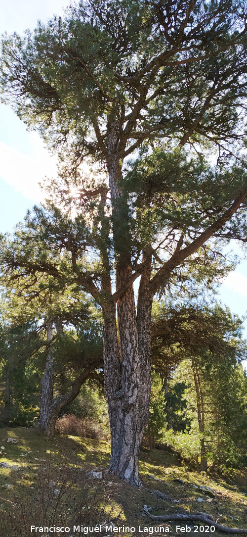Pinar del Caba�as - Pinar del Caba�as. Loma de Cagasebo - Quesada