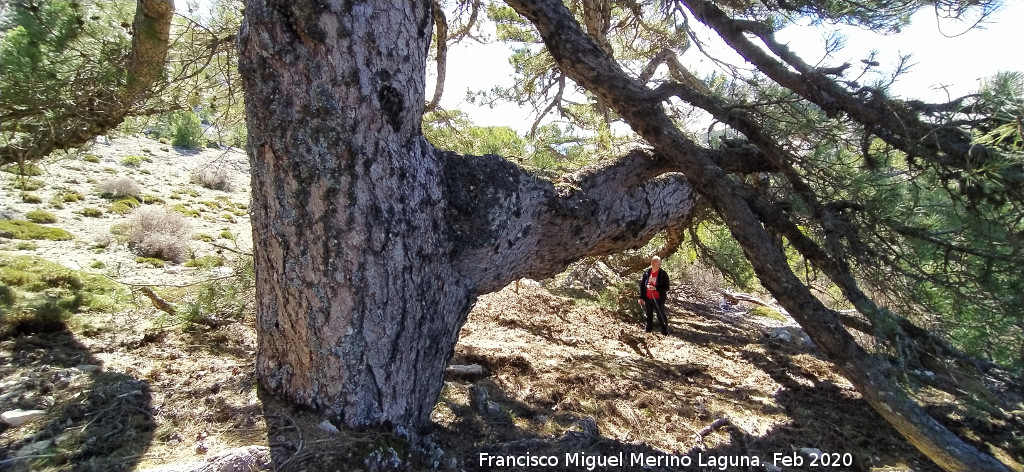 Pinar del Caba�as - Pinar del Caba�as. Pino de la Rama