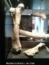 Museo Arqueolgico Nacional. 