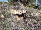 Cuevas Piquita. Cueva VII. 