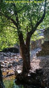 Molino del Bat�n. Arroyo y restos del Molino del Bat�n