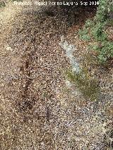 Necr�polis de C�llar. Tumba