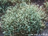 Zamarrilla negra - Helianthemum croceum. Cazorla