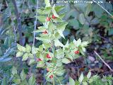 Rusco - Ruscus aculeatus. Ba�izuela - Torredelcampo