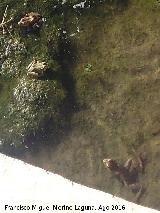 Fuente Torrej�n. Ranas