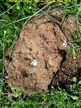 Volc�n de la Posadilla. Roca volc�nica