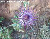 Cardo prieto - Ptilostemon hispanicus. Segura