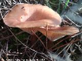 Platera menor - Clitocybe gibba. Cerro Miguelico - Torredelcampo