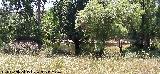 R�o J�ndula. Encinarejo - And�jar