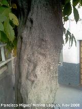 Glicinia japonesa - Wisteria floribunda. Los Villares