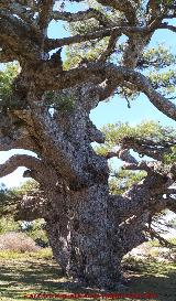 Pino de la Entrega. Tronco