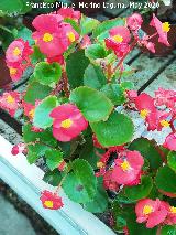 Begonia - Begonia semperflorens. Ja�n