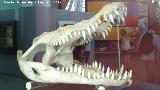 Cocodrilo - Crocodylidae sp.. Crneo. Ciudad de las Ciencias - Valencia