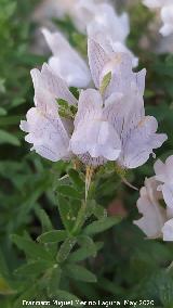 Conejitos - Linaria lilacina. La Veleta - Los Villares