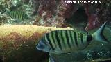 Pez Sargo Picudo - Diplodus puntazzo. Santa Pola