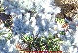 Estrella de las nieves - Plantago nivalis. Sierra Nevada