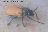 Escarabajo de dos puntos - Labidostomis lusitanica. Los Villares