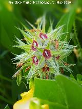 Tr�bol estrellado - Trifolium stellatum. La Veleta - Los Villares