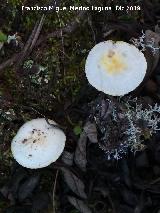Hygrophorus chrysodon - Hygrophorus chrysodon. Cascada de la Cimbarra - Aldeaquemada