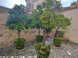 Alc�zar de Jerez. Mezquita. Patio de los Naranjos