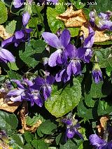 Violeta Silvestre - Viola odorata. R�o B�jar - Quesada
