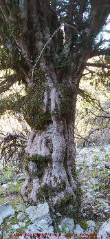 Tejo del Torso de Mujer. Tronco