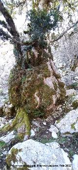 Tejo Botella. Tronco