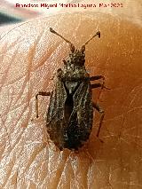 Chinche Arenocoris Chinche Arenocoris