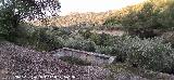 Alberca del Arroyo de la Venta. 