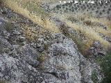 Castillo del Tejar de los Moros. Muralla asentada en la roca madre
