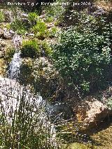Arroyo de las Grajas. 