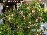 Adelfa - Nerium oleander. El Centenillo - Ba�os de la Encina