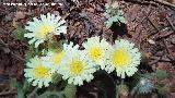 Cerraja lanuda - Andryala integrifolia. Cerro del Plomo - Ba�os de la Encina