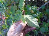 Cornicabra - Pistacia terebinthus. Env�s de la hoja. Ba�izuela - Torredelcampo