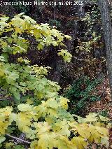 Cascada de C�nava. 