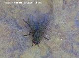 Moscardn - Pollenia sp. Segura